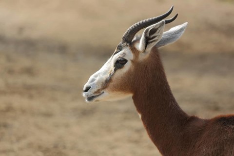 Portrait of Mhorr Gazelle (Nanger dama mhorr), gazelle, horn bearer, biungulate, ruminant, captive