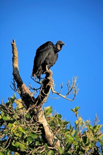 Raven vulture (Coragyps atratus), adult, resting on a tree, Pantanal, Brazil