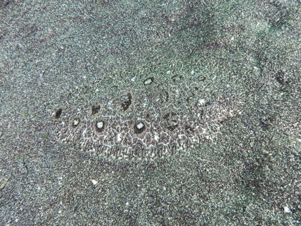 A camouflaged angler-butt (Asterorhombus fijiensis), flounder, butt, is almost invisible on the