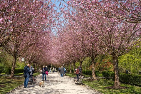 Japanese flowering cherry (Prunus serrulata), avenue with flowering trees and people, Rombergpark,