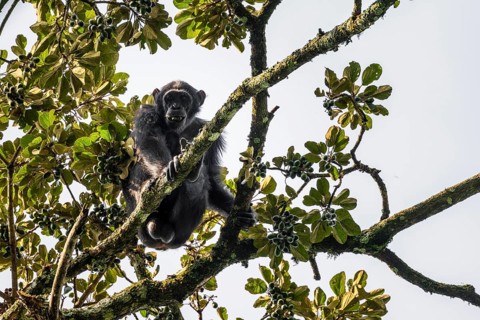 Chimpanzee (Pan Troglodytes), adult male feeding in the treetop in the jungle, Murchison Falls