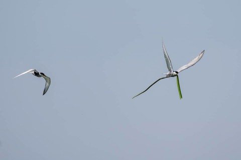 White-bearded Tern (Chlidonias hybrida), flying with nesting material, 1 bird chasing the