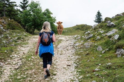 A female hiker with a backpack walks up a rocky mountain trail toward a brown calf standing in the