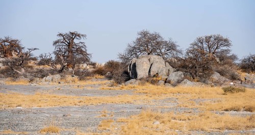 African baobab or baobab tree (Adansonia digitata), arid landscape, Kubu Island (Lekubu), Sowa Pan,