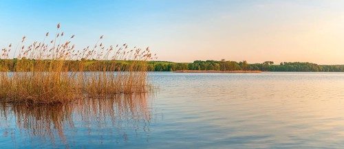 Evening at Wolletzsee, reeds glow golden in the evening light, Angermünde, Brandenburg, Germany