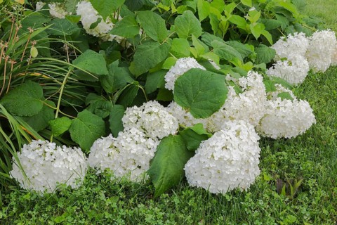 Hills of Snow (Hydrangea arborescens) shrub flowerheads hanging downward from the weight of