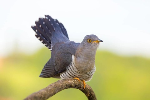 Common cuckoo (Cuculus canorus), Coucou gris, Cuco Europeo, Cuco Común, Ast, branch, Ormoz area,