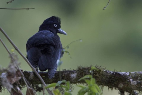 Amazonian Umbrellabird (Cephalopterus ornatus), Manu National Park, Peru