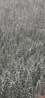 Dense snow-covered spruce forest (picea) from a bird's eye view, Franconian Forest nature park