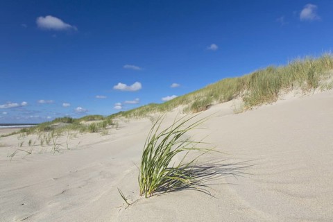 Beach and European marram grass (Ammophila arenaria), beachgrass in the dunes on Texel, West