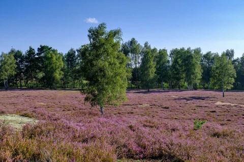 Broom heather blossom, Nemitzer Heide, Wendland-Elbe nature park Park, Lower Saxony, Germany