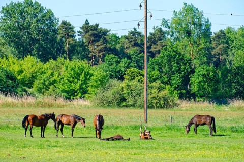 Horses in the pastures in the Ohre-Wetlands near Mieste in the UNESCO Drömling Saxony-Anhalt