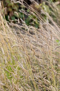 Mosquito grass (Bouteloua gracilis)