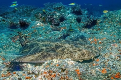 Common angelshark (Squatina squatina) lies camouflaged on rocky seabed, Atlantic Ocean, Eastern