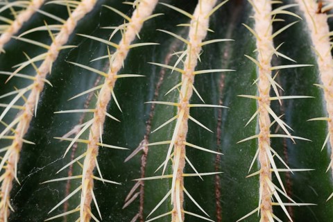 Close up of thorns of 'Echinocactus Platyacanthus' giant barrel cactus plant