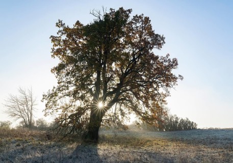 English oak (Quercus robur), solitary tree in a meadow, in autumn with yellow discoloured leaves,