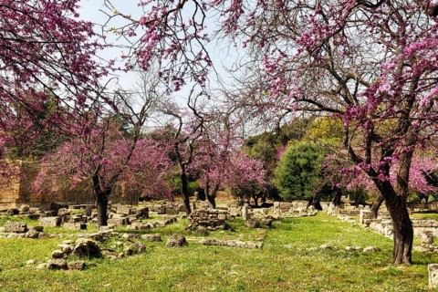 Ruins and blossoming trees, ancient Olympia in spring, archaeological site, Sanctuary of Zeus,