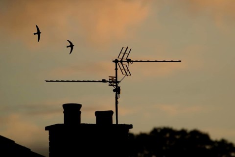 Common swift (Apus apus) two adult birds in flight over an urban house rooftop silhouette at sunset