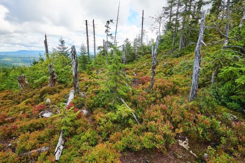 Vegetation with Norway spruce (Picea abies) and colored European blueberry (Vaccinium myrtillus) on