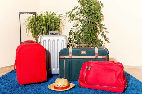 A collection of vibrant travel suitcases stands on a blue carpet, framed by green houseplants. This