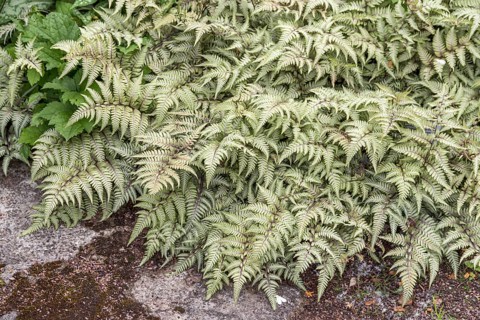 Japanese rainbow fern (Athyrium niponicum var. pictum)
