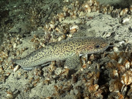 A patterned fish, burbot, burbot (Lota lota), rudd, lying on a gravelly bottom full of mussels,