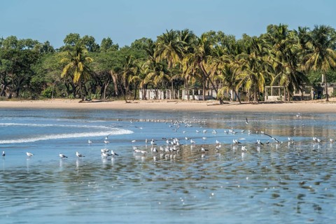 Palm trees and seagulls on the beach of Sanyang, Gambia, West Africa
