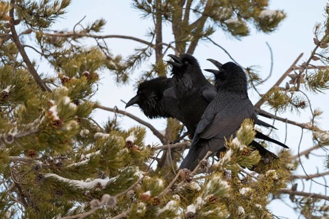 Northern Raven (Corvus corax) pair displaying, Wyoming, USA