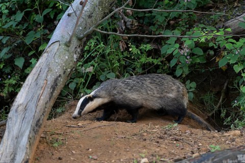 Badger (Merles merles) on a building site, Wittlich, Rhineland-Palatinate, Germany