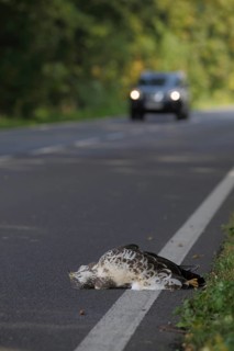 Mäusebussard, lat. Buteo buteo, durch die Kollision mit einem Auto ums Leben gekommen