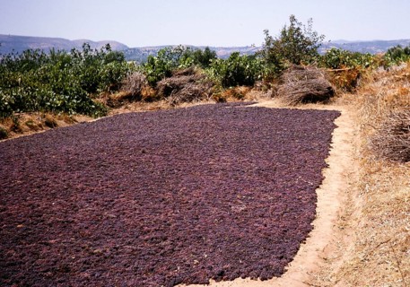 Red grapes laid out in the field to dry in the sun to make sultanas or currants, Greece 1964