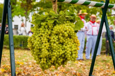 The procession is led by former Saxon wine sovereigns, who embody the richness of our wine culture