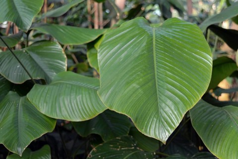 Close up of giant African Marantacea Thaumatococcus Daniellii plant containing intensely sweet
