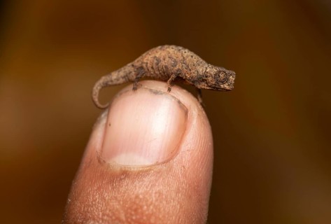 A previously undescribed Amber Mountain leaf chameleon Brookesia sp. in the lowland rainforests of