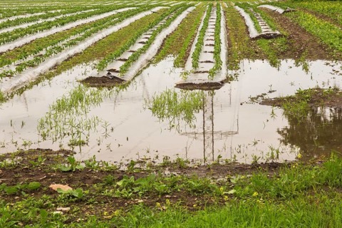 Young vegetable crops protected by plastic sheeting growing in field flooded and damaged by heavy