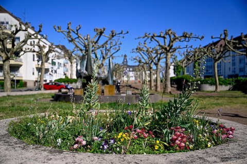 Flowers at Nanteser Platz, in the background the town hall, Saarbrücken, Saarland, Germany