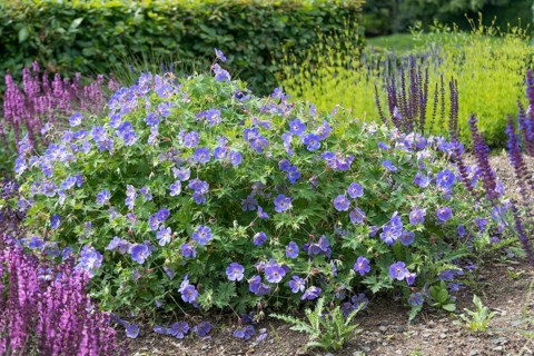 Cranesbill (Geranium ROZANNE), Schloss Dyck, Federal Republic of Germany