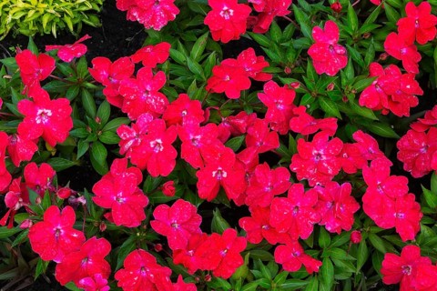 Close-up of red Impatiens, Balsam flowers in summer, Quebec, Canada