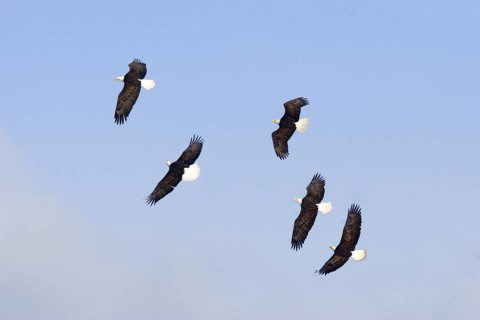 Bald Eagle Haliaeetus leucocephalus Homer, ALASKA, USA February Five adults chasing one eagle with