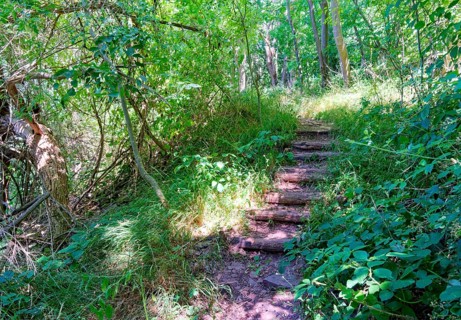 Steep climb on a narrow footpath, hiking trail, to the Bismarck Tower. Linse, Bodenwerder, Weser