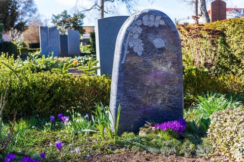 Crocuses (crocus) and snowdrops (galanthus) blooming on a grave, Alleestraße cemetery, Riesa,