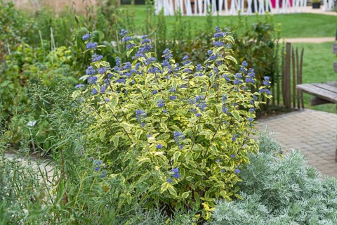 Beard flower (Caryopteris × clandonensis SUMMER SORBET)