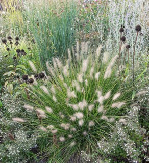 Lamp-cleaning grass (Pennisetum alopecuroides 'Little Bunny'),  Germany