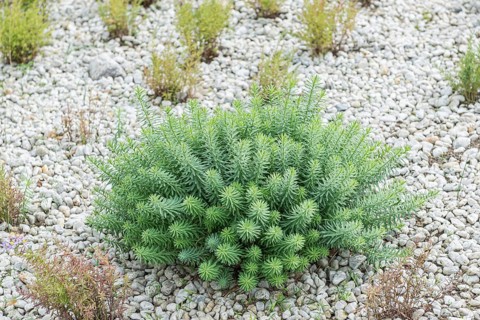 Steppe spurge (Euphorbia seguieriana subsp. niciciana)