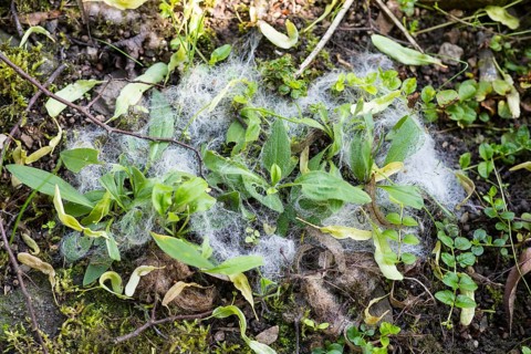 Sheep's wool as protection against snails, historic apothecary garden next to the Heilig Kreuz