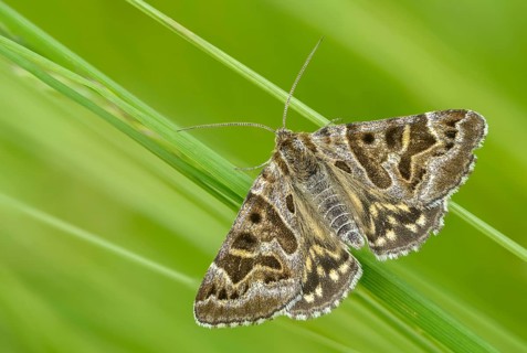 Callistege mi, Euclidia mi, owl moth, noctuidae, checktageule, butterfly, insects, moths, moths,