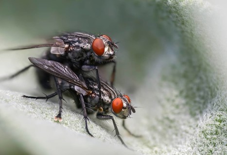 Brachycera, meat fly spec., meat flies, sarcophagidae, sarcophagidae spec., diptera, insects,