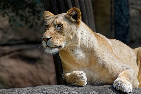 Animal portrait: African lion (Panthera leo), cat, big cat, predator, alert gaze, lying in wait,