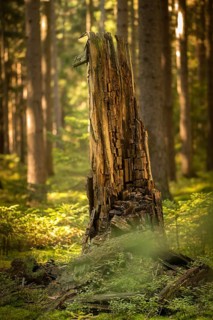 Tree, trees, deadwood, high size, portrait, dead wood, tree, forest, wood