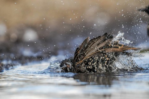 Star, Starling, Sturnus Vulgaris, Bath, Birds, Passeri, Songbirds, Potions, Birds, Watering Place